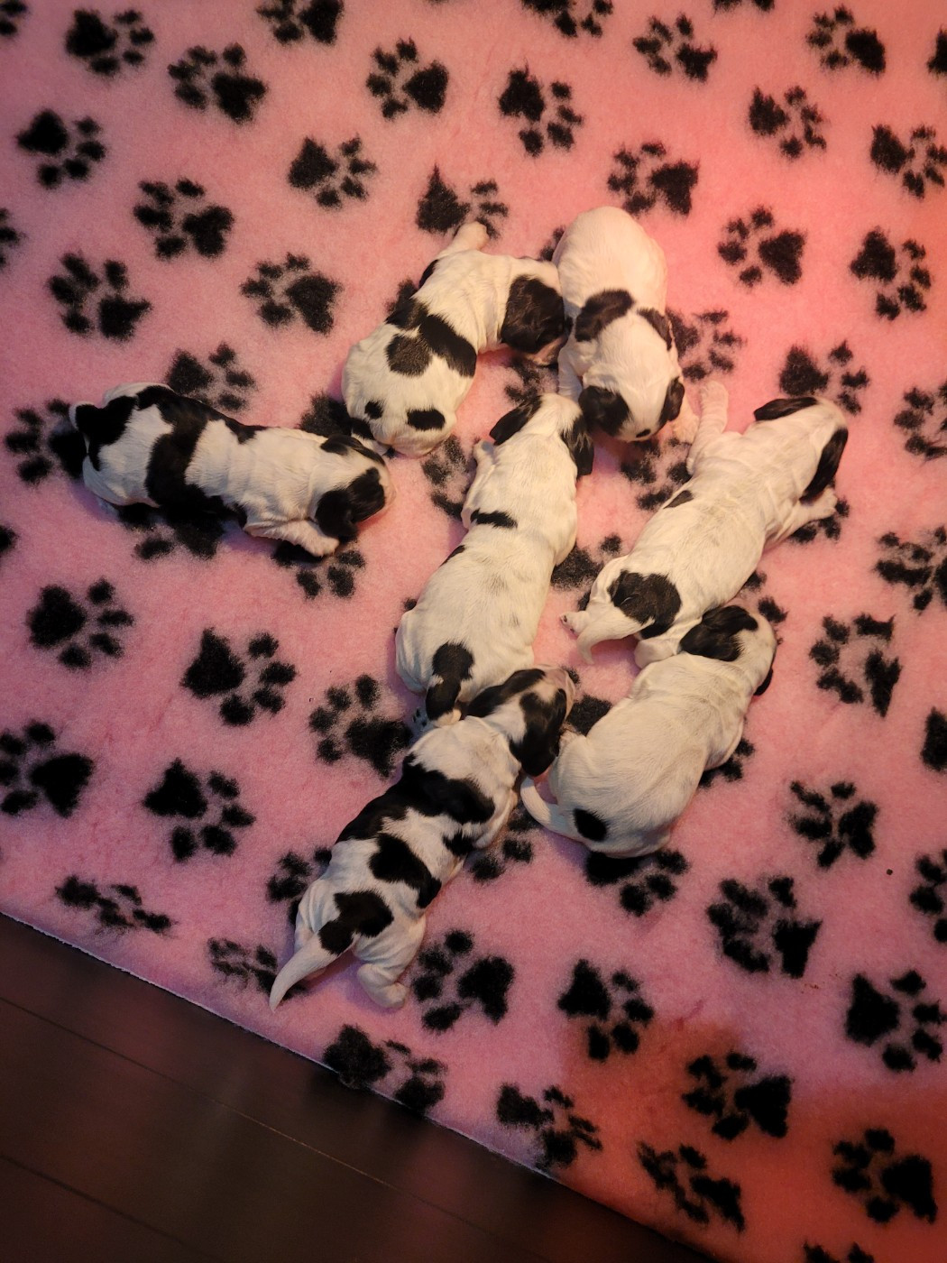 Chiot Cocker Spaniel Anglais Des Plumes D'Orphée