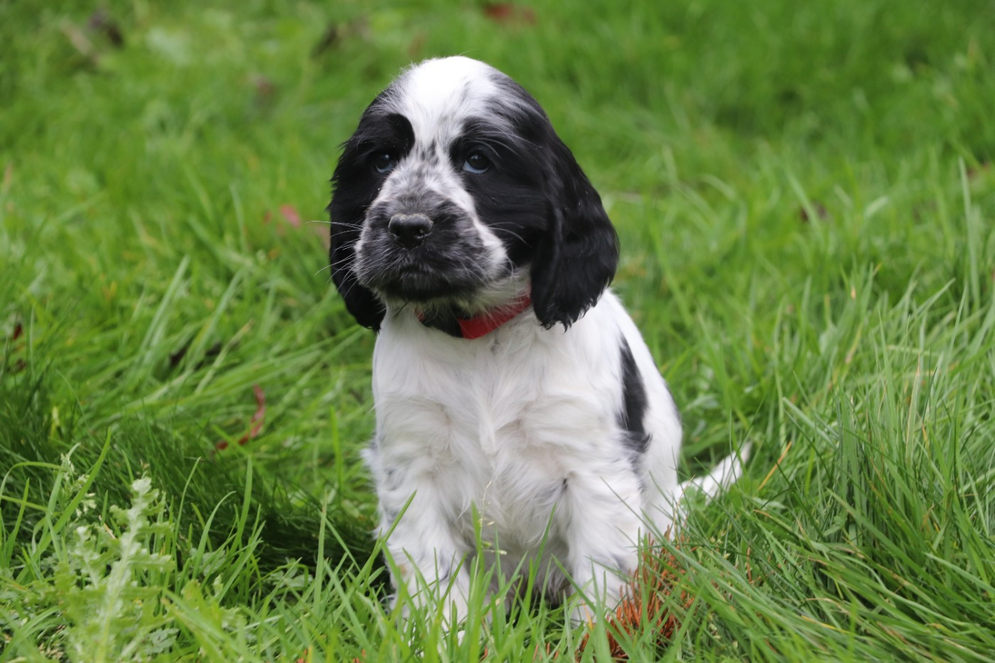 Des Plumes D'Orphée - Chiots disponibles - Cocker Spaniel Anglais