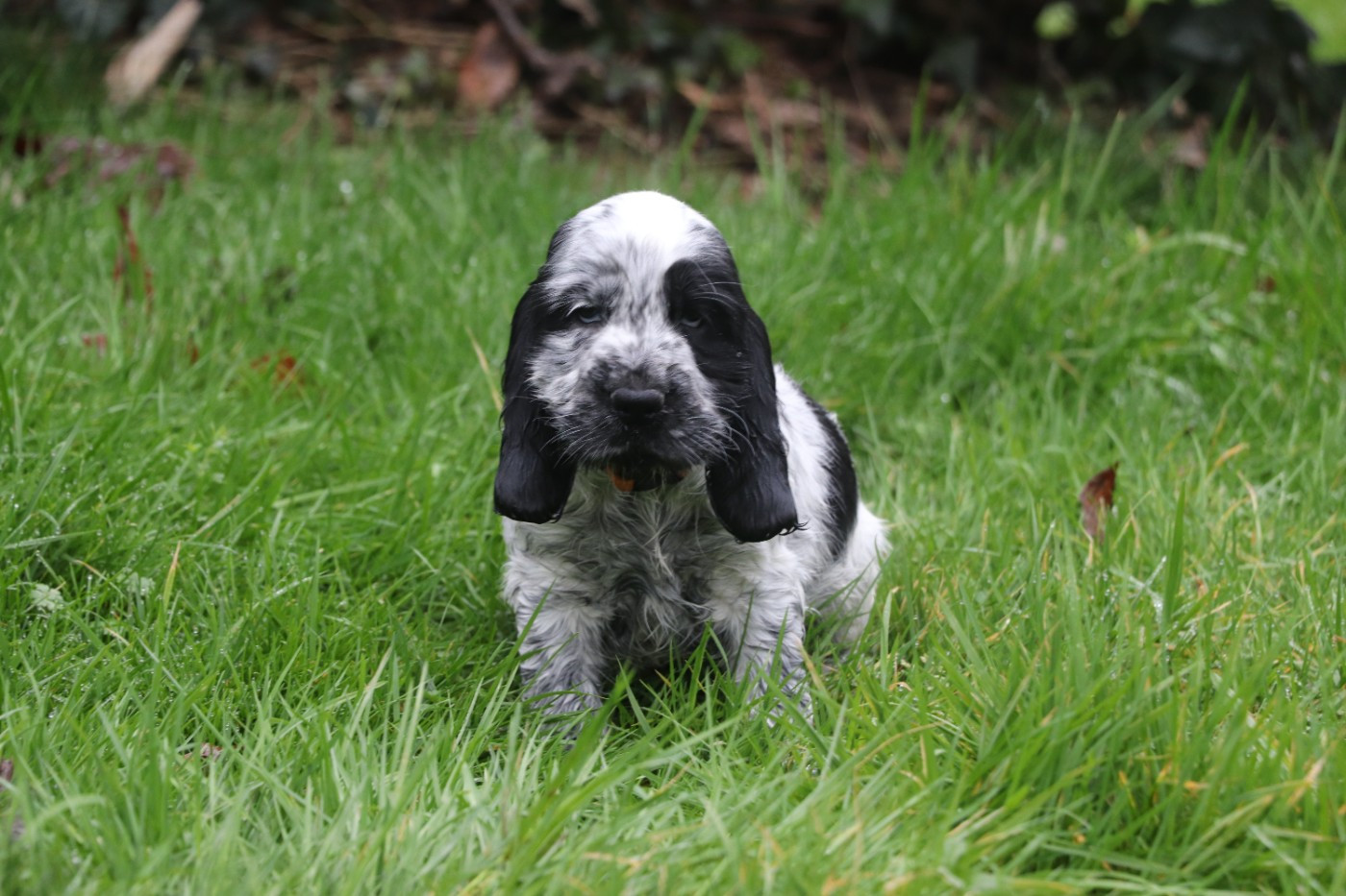 Des Plumes D'Orphée - Chiots disponibles - Cocker Spaniel Anglais