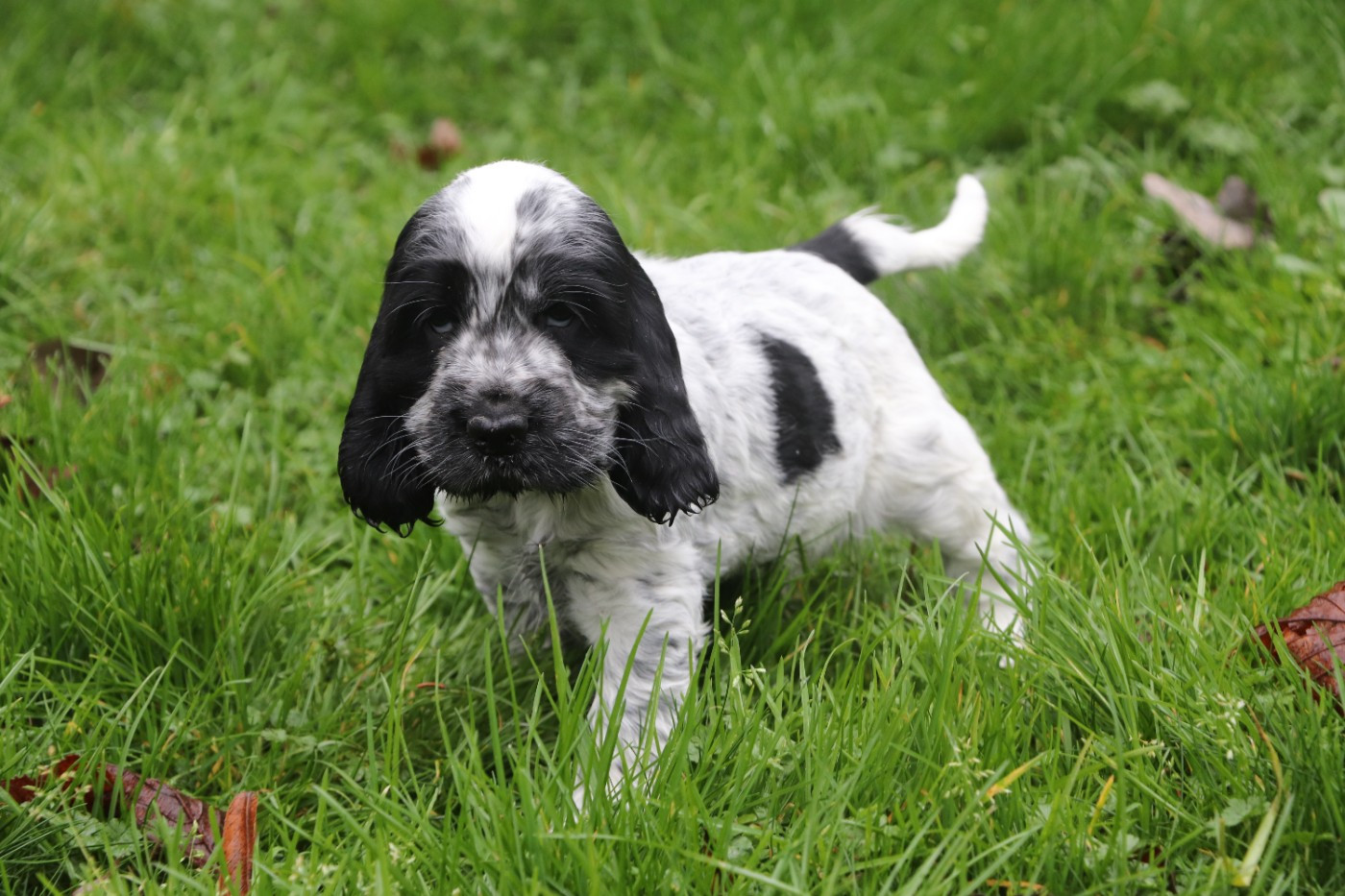Des Plumes D'Orphée - Chiots disponibles - Cocker Spaniel Anglais