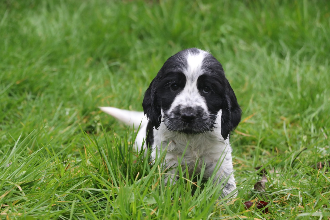 Des Plumes D'Orphée - Chiots disponibles - Cocker Spaniel Anglais