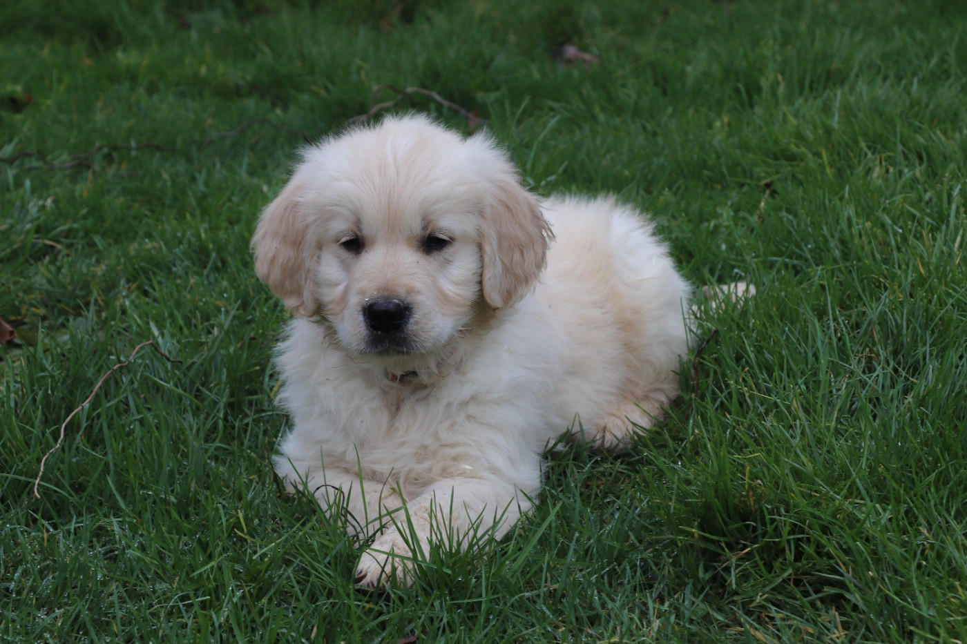 Des Plumes D'Orphée - Chiots disponibles - Golden Retriever