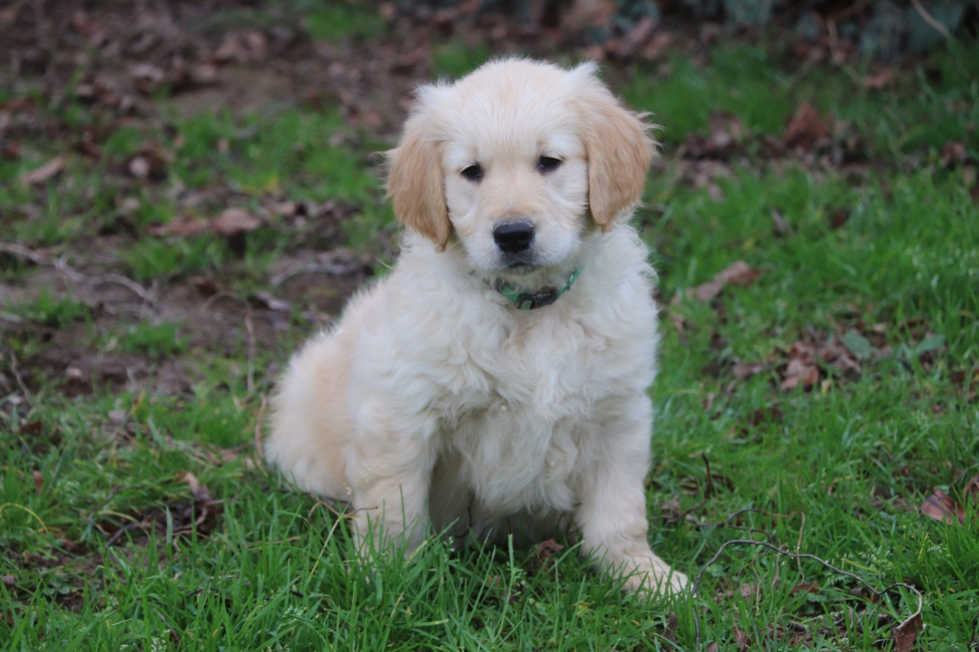 Des Plumes D'Orphée - Chiots disponibles - Golden Retriever
