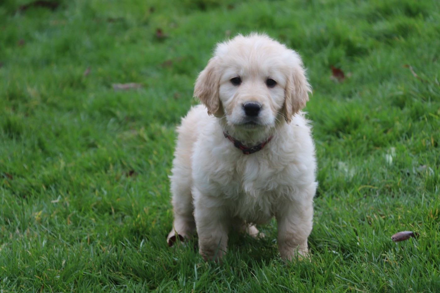 Des Plumes D'Orphée - Chiots disponibles - Golden Retriever