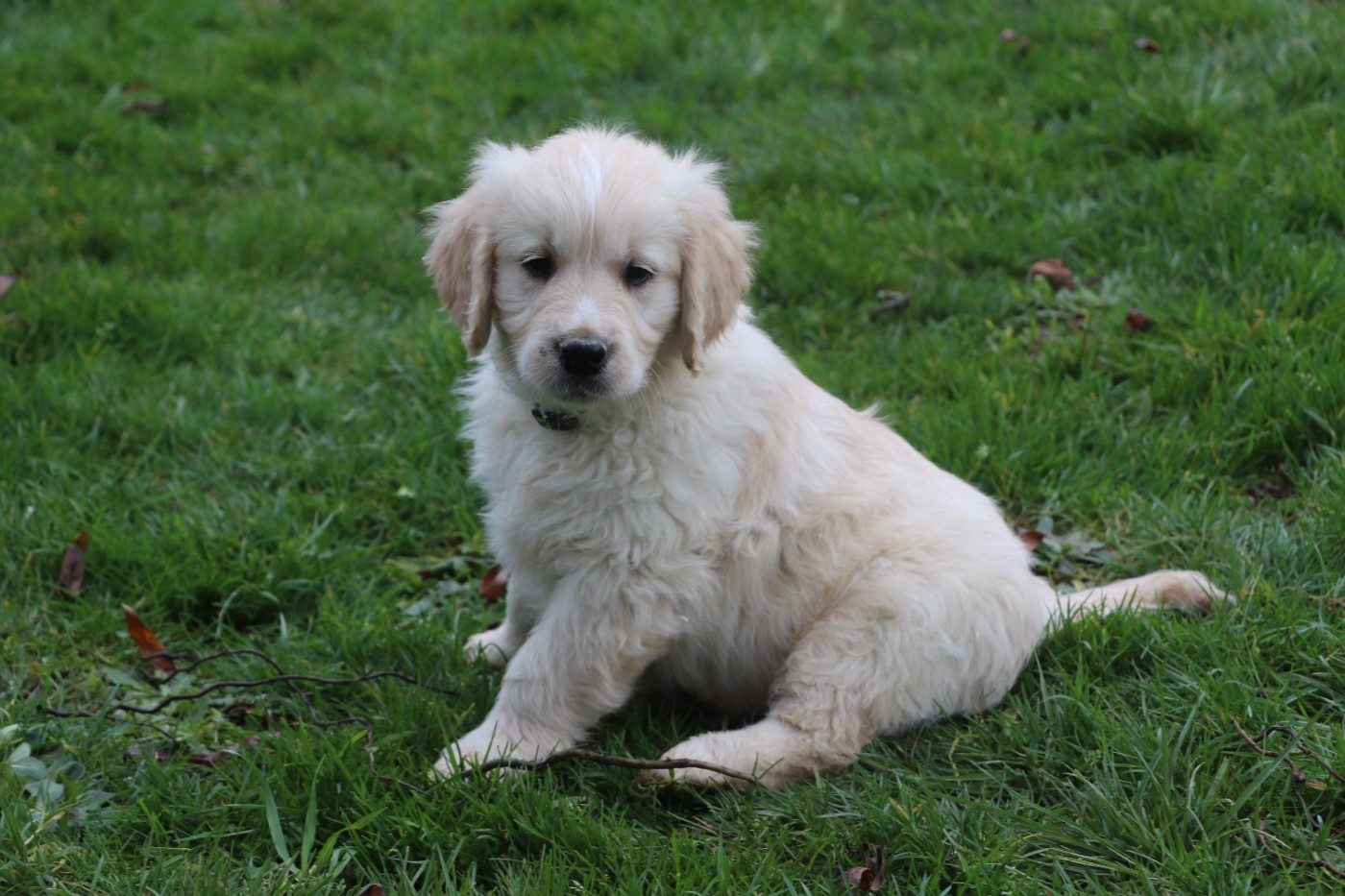 Des Plumes D'Orphée - Chiots disponibles - Golden Retriever