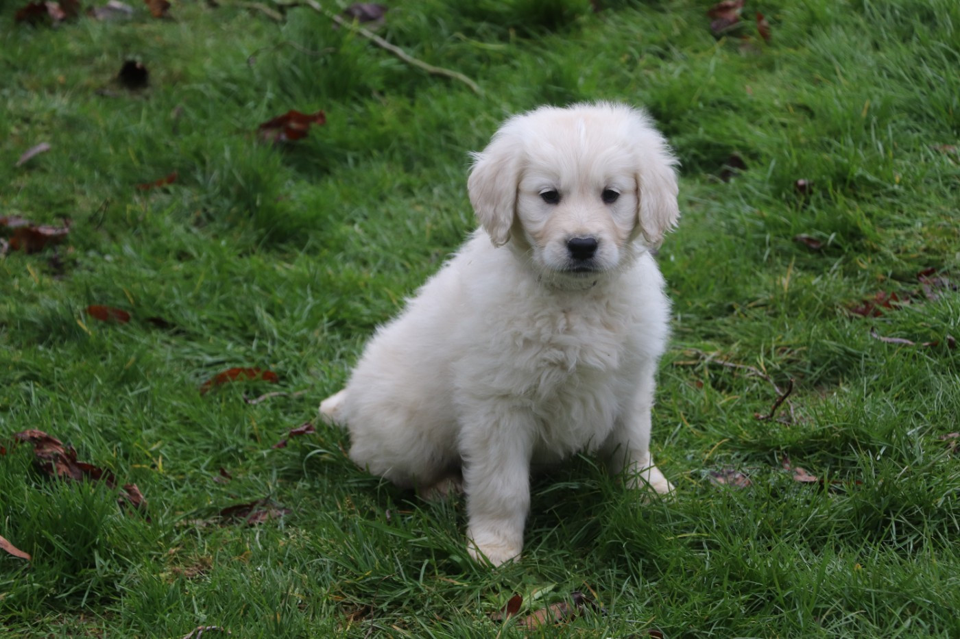 Des Plumes D'Orphée - Chiots disponibles - Golden Retriever