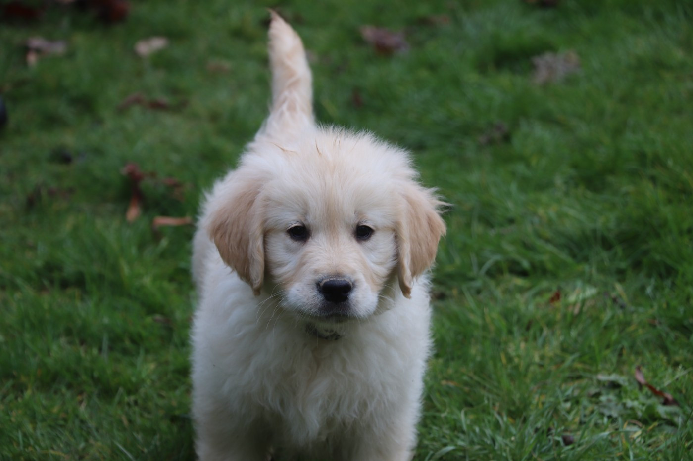 Des Plumes D'Orphée - Chiots disponibles - Golden Retriever