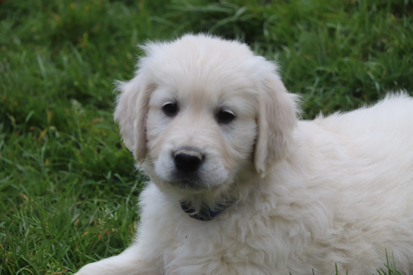 Des Plumes D'Orphée - Chiots disponibles - Golden Retriever