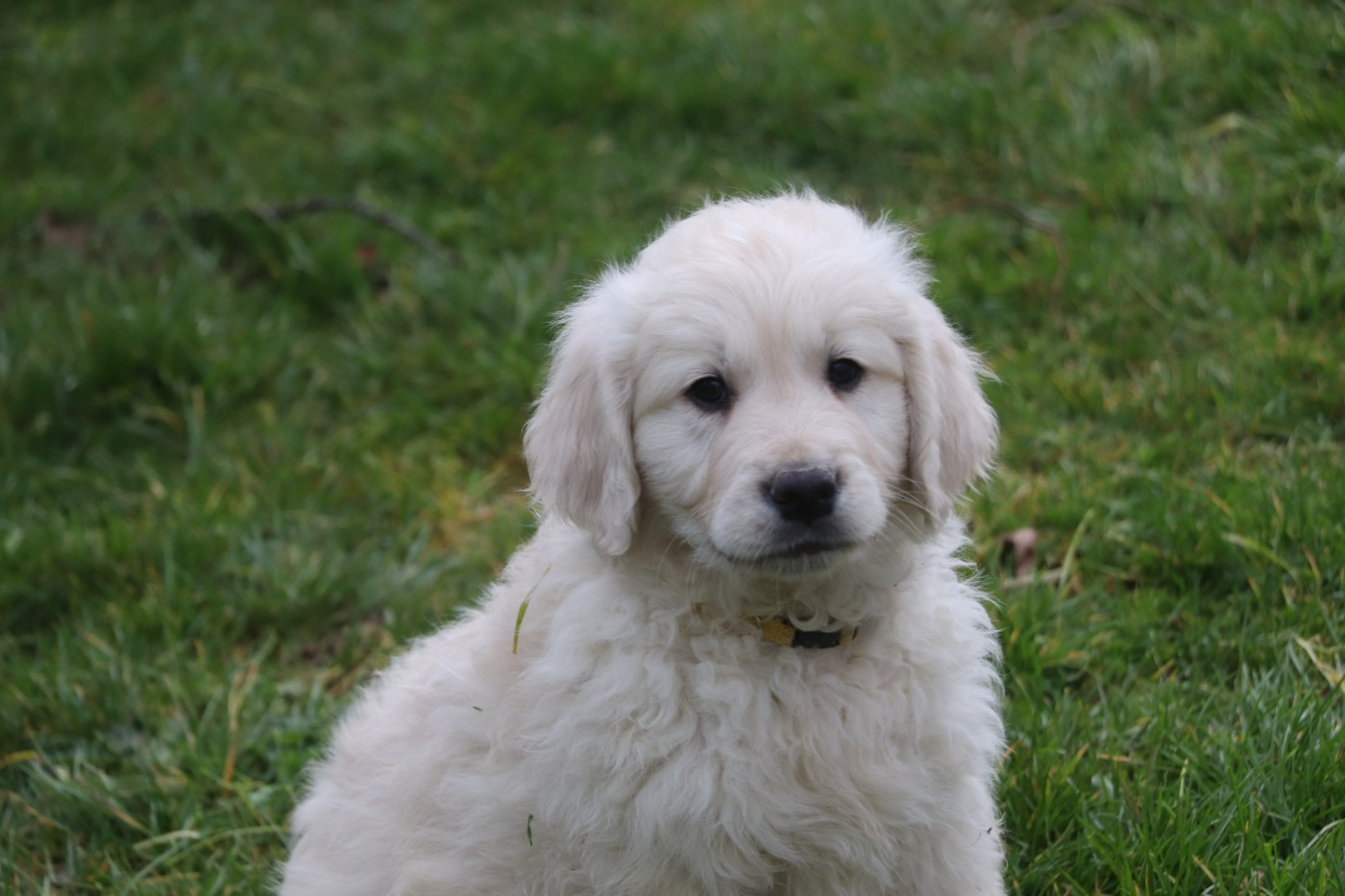 Des Plumes D'Orphée - Chiots disponibles - Golden Retriever