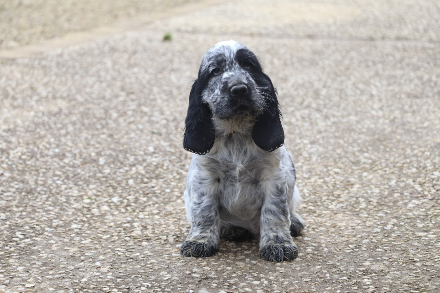 Des Plumes D'Orphée - Chiots disponibles - Cocker Spaniel Anglais