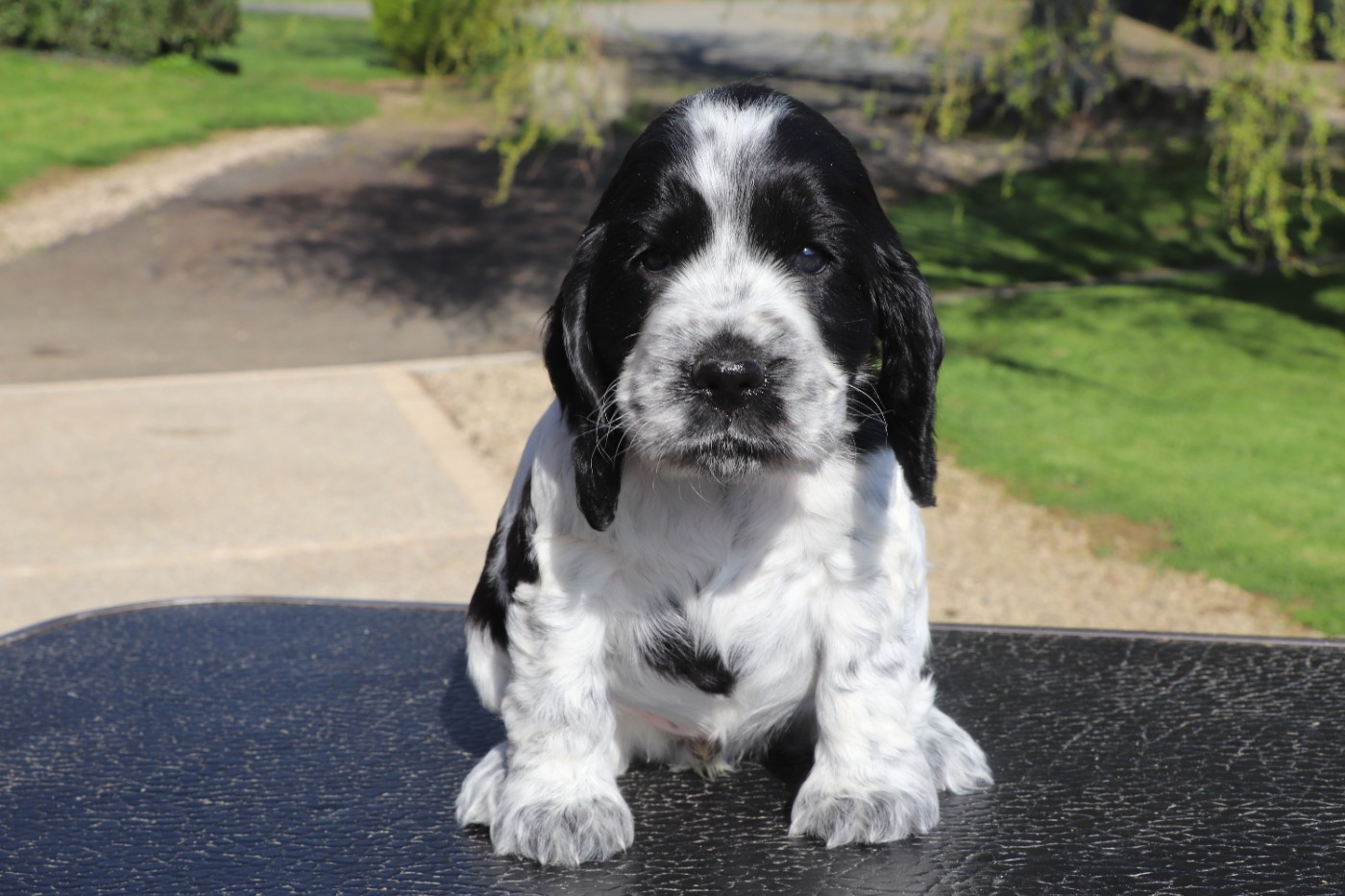 Des Plumes D'Orphée - Chiots disponibles - Cocker Spaniel Anglais