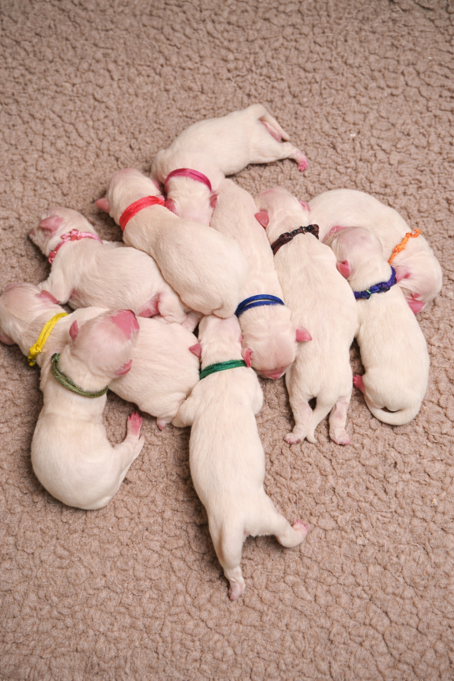 Des Plumes D'Orphée - Chiots disponibles - Golden Retriever