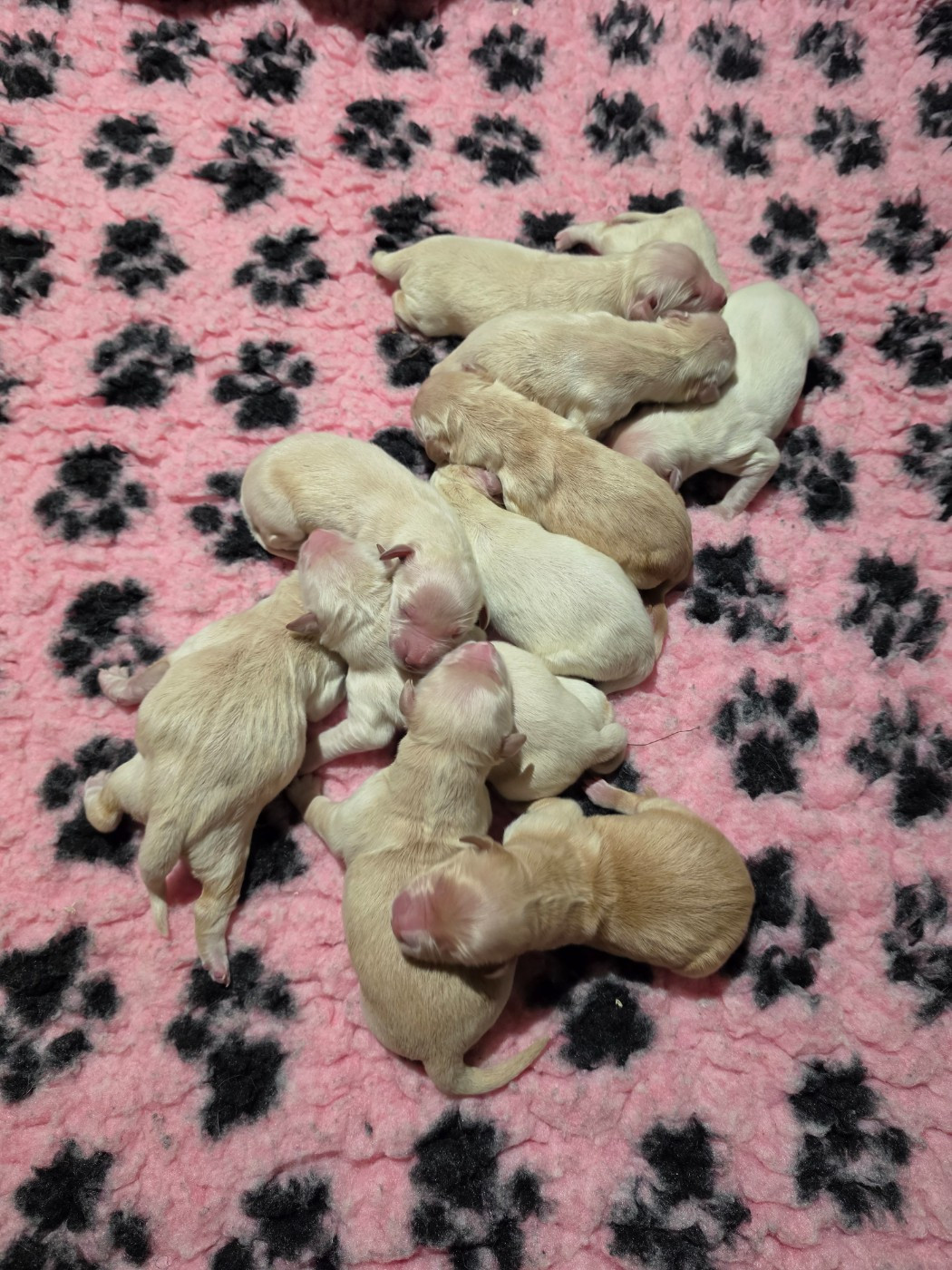 Des Plumes D'Orphée - Chiots disponibles - Golden Retriever
