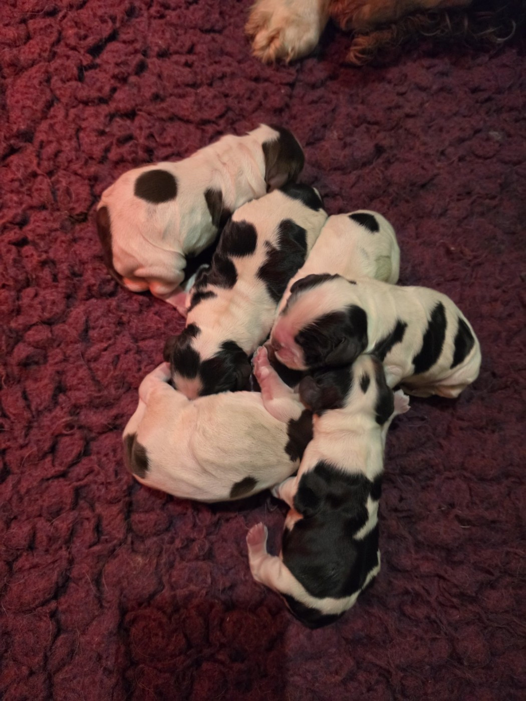 Des Plumes D'Orphée - Chiots disponibles - Cocker Spaniel Anglais