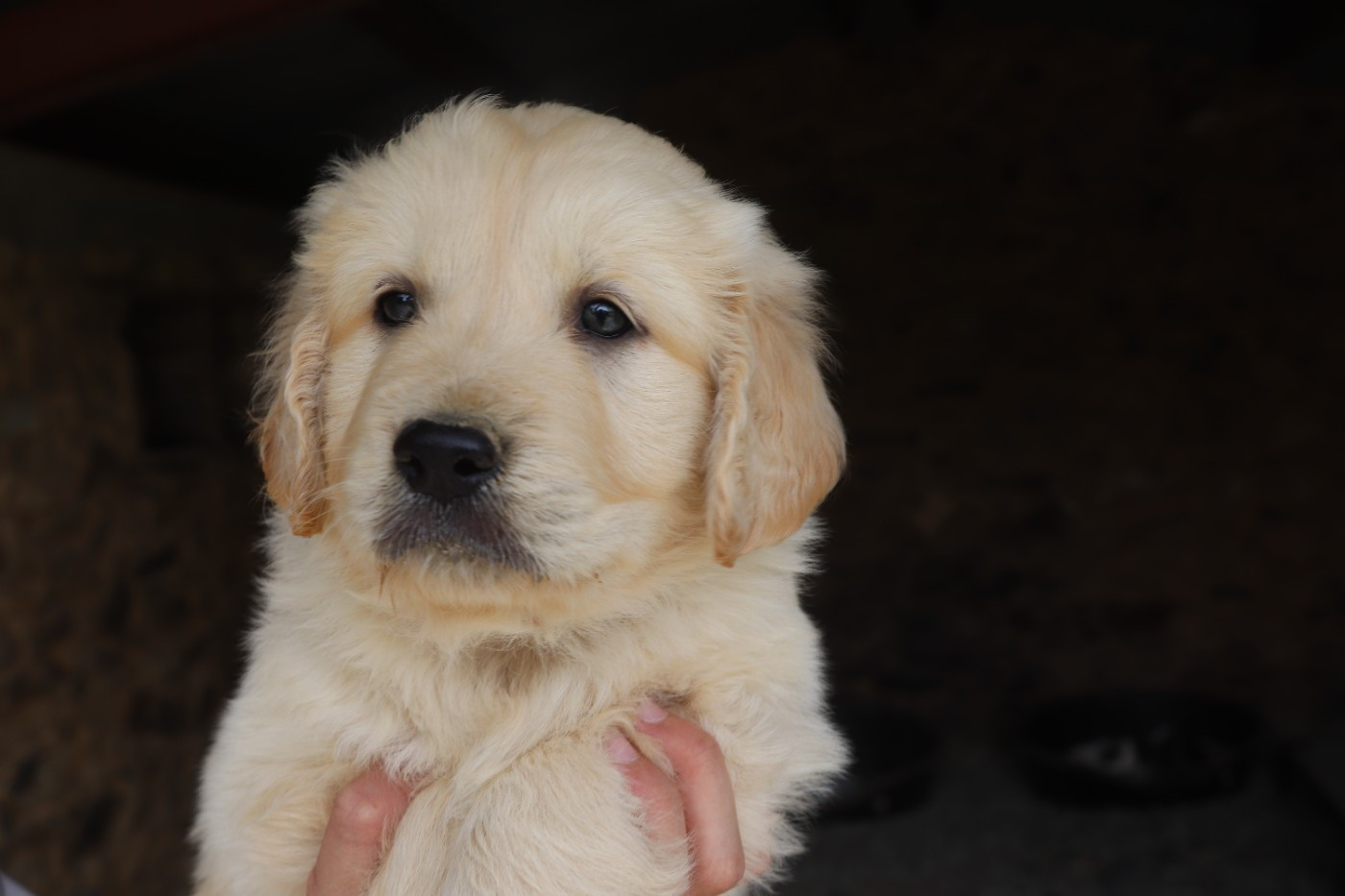 Des Plumes D'Orphée - Chiots disponibles - Golden Retriever
