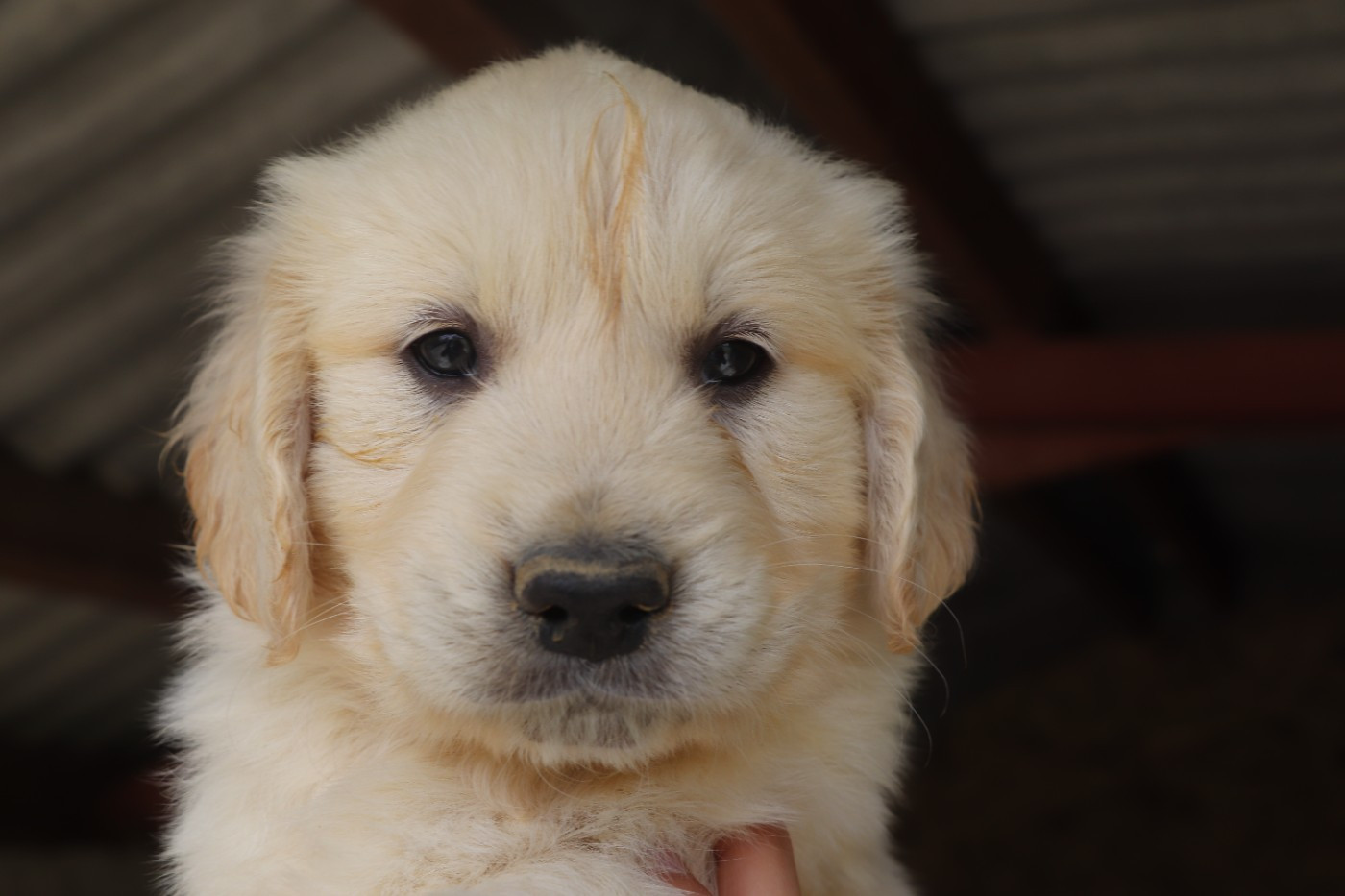Des Plumes D'Orphée - Chiots disponibles - Golden Retriever