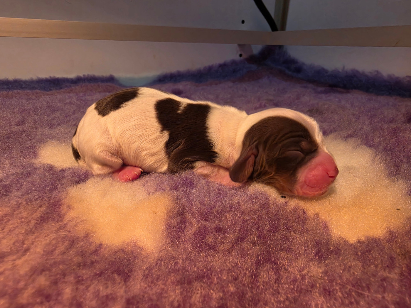 Des Plumes D'Orphée - Chiots disponibles - Cocker Spaniel Anglais