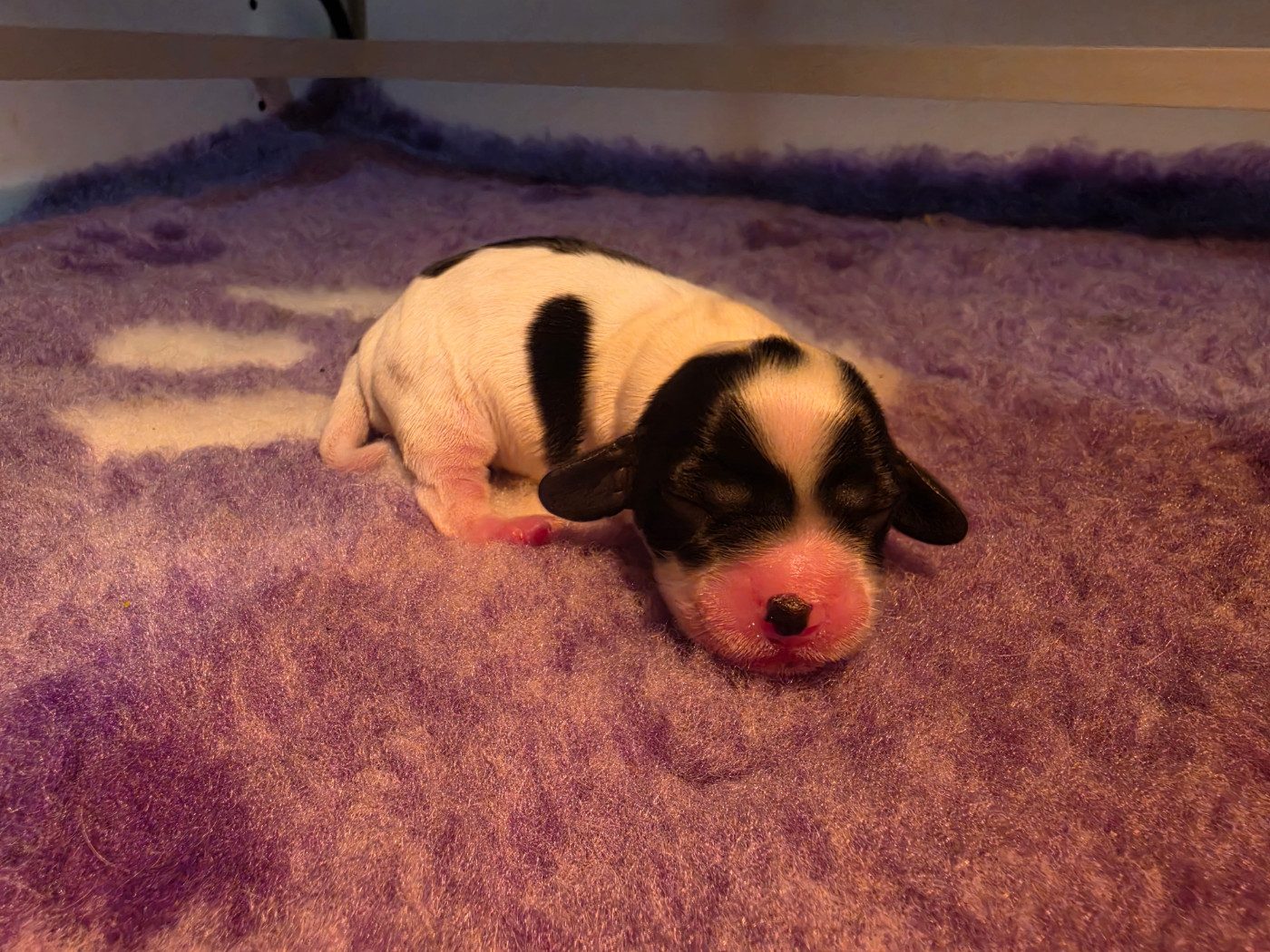 Des Plumes D'Orphée - Chiots disponibles - Cocker Spaniel Anglais