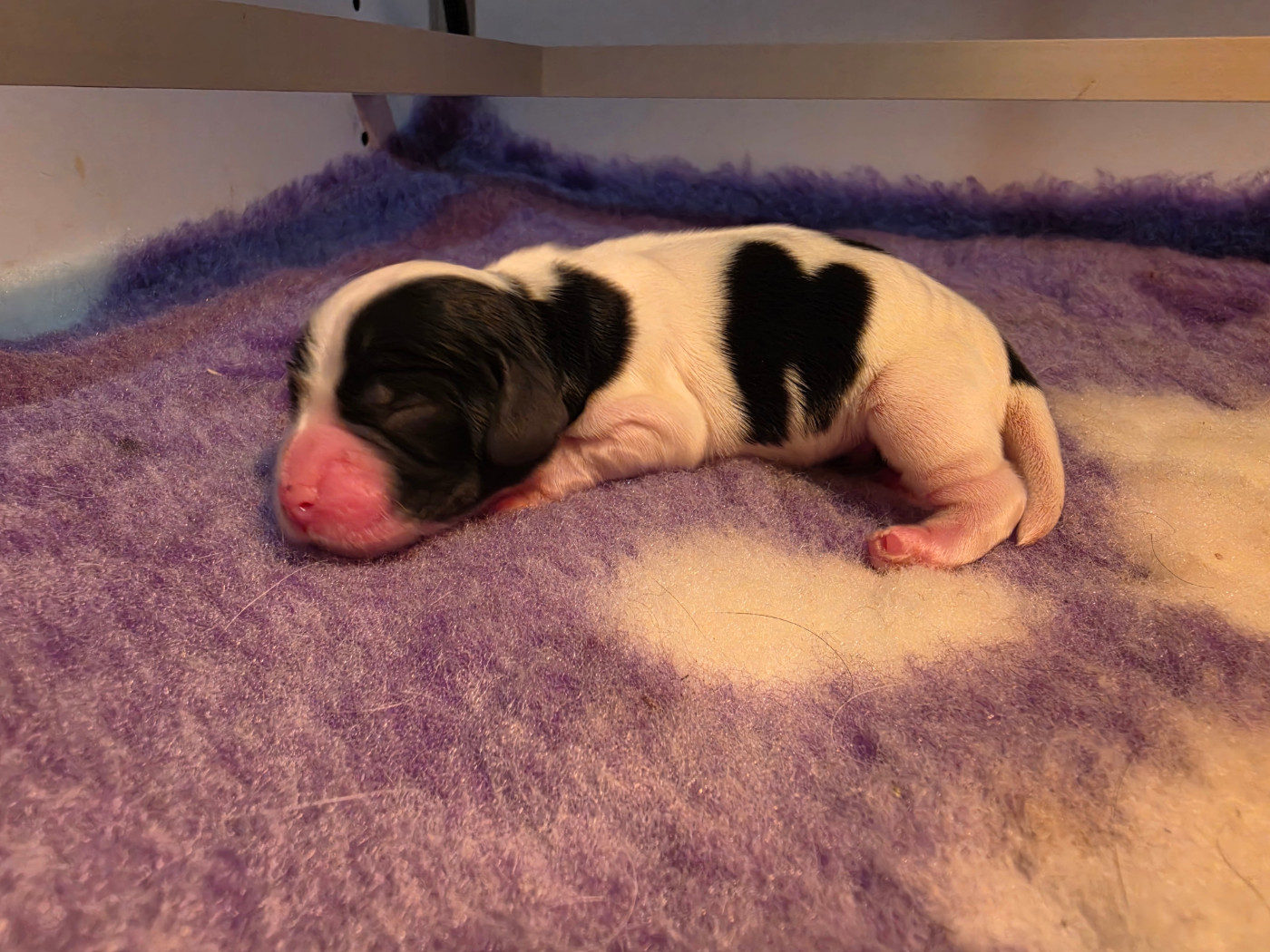 Des Plumes D'Orphée - Chiots disponibles - Cocker Spaniel Anglais