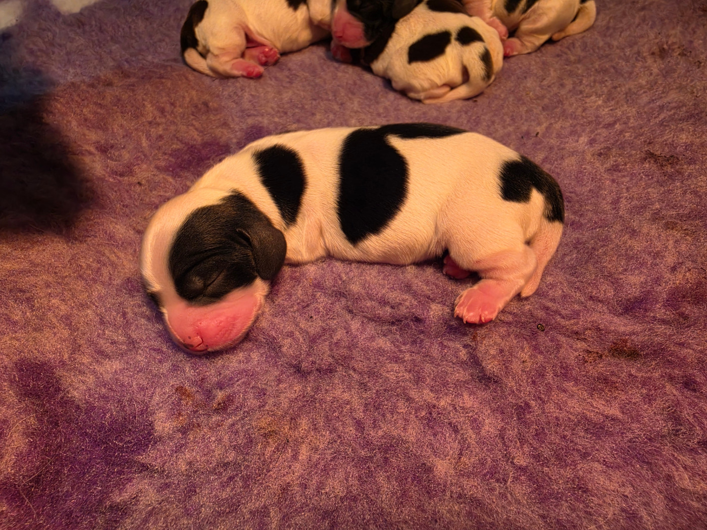 Des Plumes D'Orphée - Chiots disponibles - Cocker Spaniel Anglais