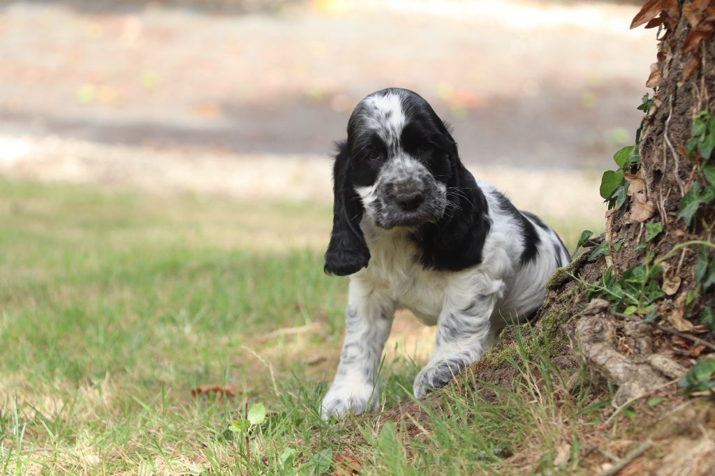 Des Plumes D'Orphée - Chiots disponibles - Cocker Spaniel Anglais