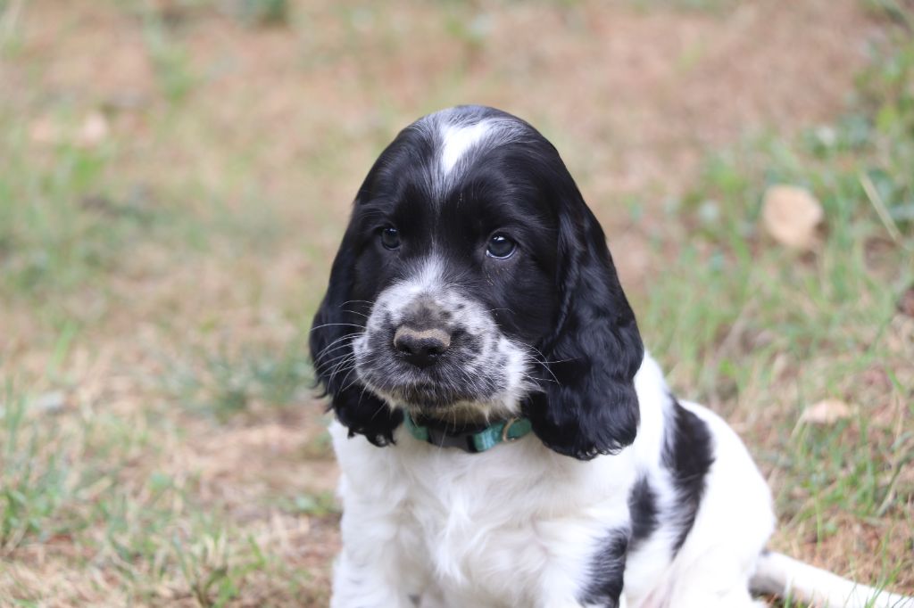 Des Plumes D'Orphée - Chiots disponibles - Cocker Spaniel Anglais