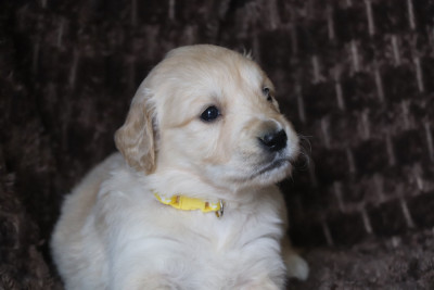 JAUNE