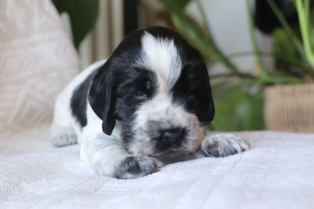 Des Plumes D'Orphée - Chiots disponibles - Cocker Spaniel Anglais