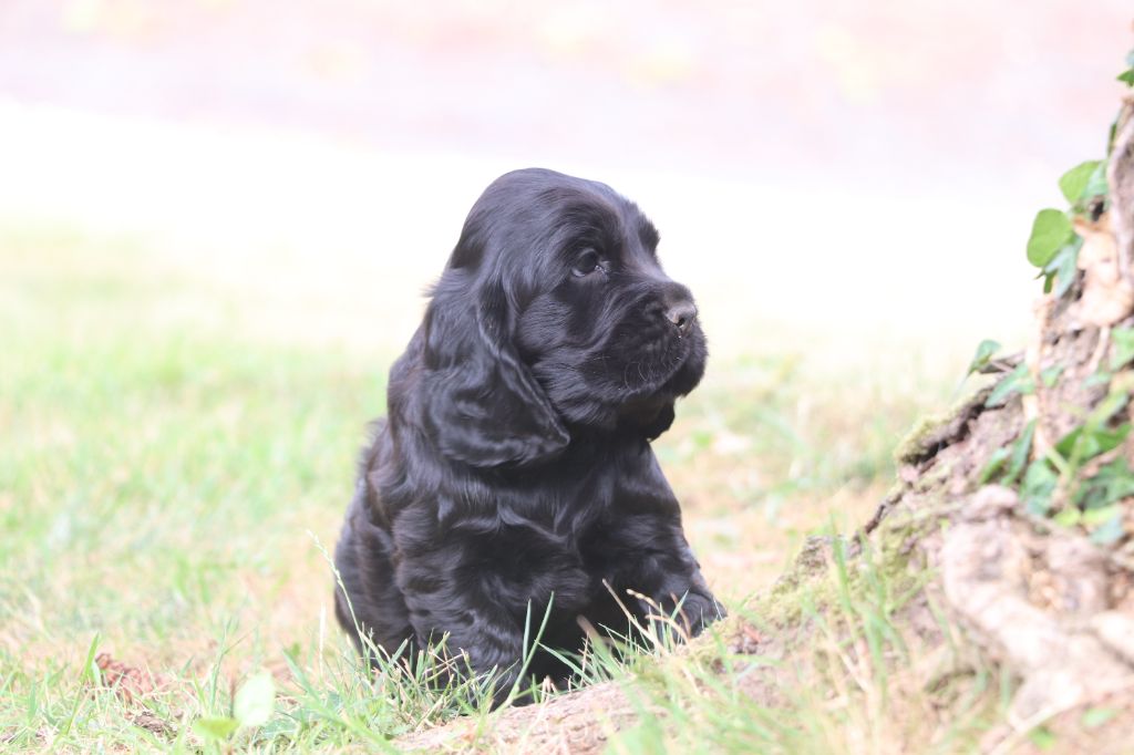 Des Plumes D'Orphée - Chiots disponibles - Cocker Spaniel Anglais